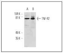 TNFR2